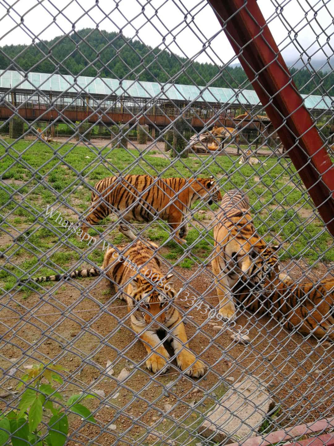 QQ图片20190703094030_副本